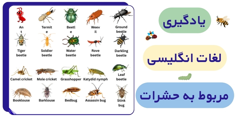 INSECTS_Related_Words_QuickWithUs (3) یادگیری لغات انگلیسی مربوط به حشرات