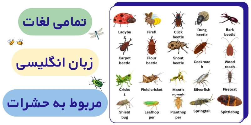 INSECTS_Related_Words_QuickWithUs (4) تمامی لغات انگلیسی مربوط به حشرات