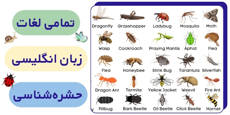 INSECTS_Related_Words_QuickWithUs (5) لغات انگلیسی حشره شناسی