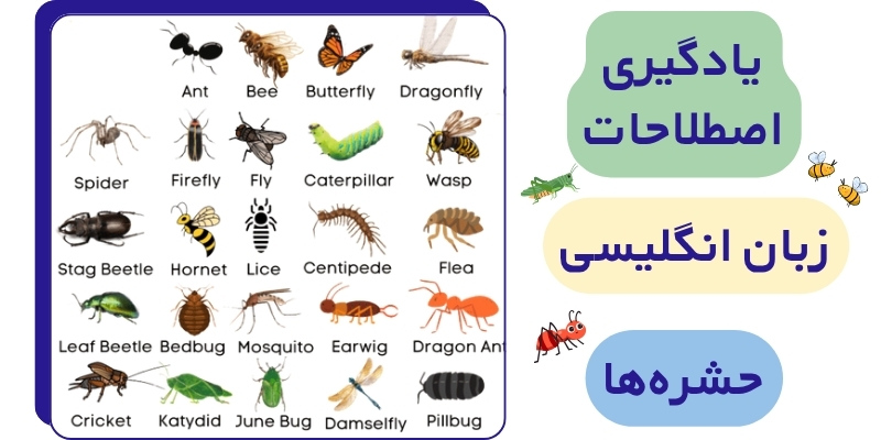 INSECTS_Related_Words_QuickWithUs (6) یادگیری اصطلاحات انگلیسی حشره ها