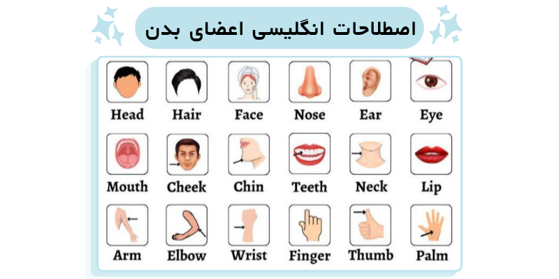 PARTS_OF_THE_ BODY_Word_ Lists_QuickWithUs (3) اصطلاحات انگلیسی اعضای بدن