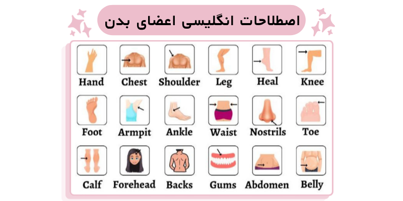 PARTS_OF_THE_ BODY_Word_ Lists_QuickWithUs (4) اصطلاحات انگلیسی اعضای بدن