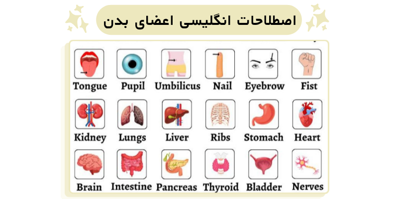 PARTS_OF_THE_ BODY_Word_ Lists_QuickWithUs (5) اصطلاحات انگلیسی اعضای بدن