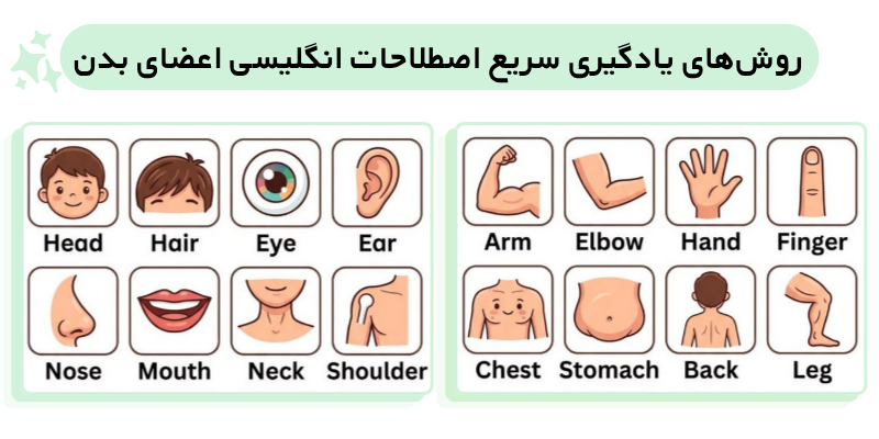 PARTS_OF_THE_ BODY_Word_ Lists_QuickWithUs (6) روشهای یادگیری سریع اصطلاحات انگلیسی اعضای بدن